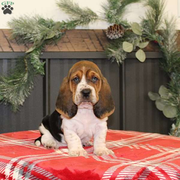 Sophie, Basset Hound Puppy